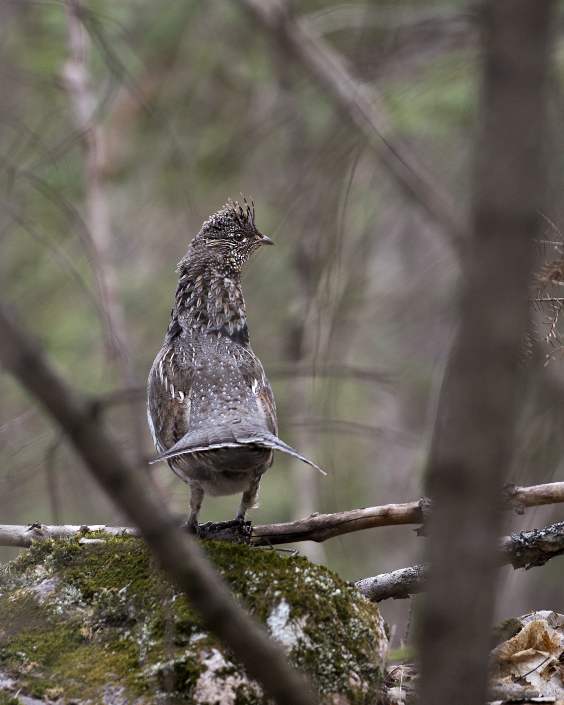 grouse hunting in maine