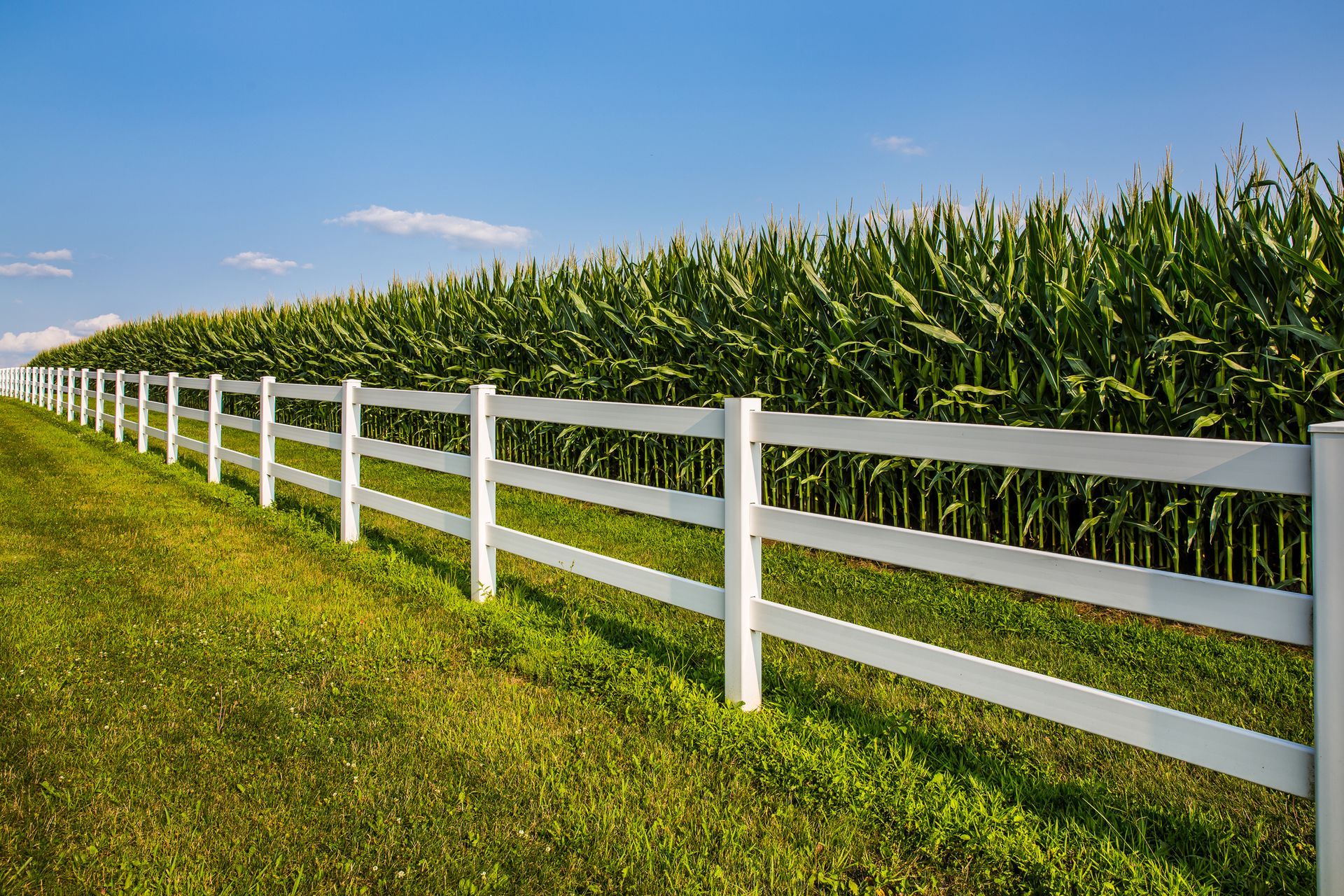 A white fence surrounds a field of corn.