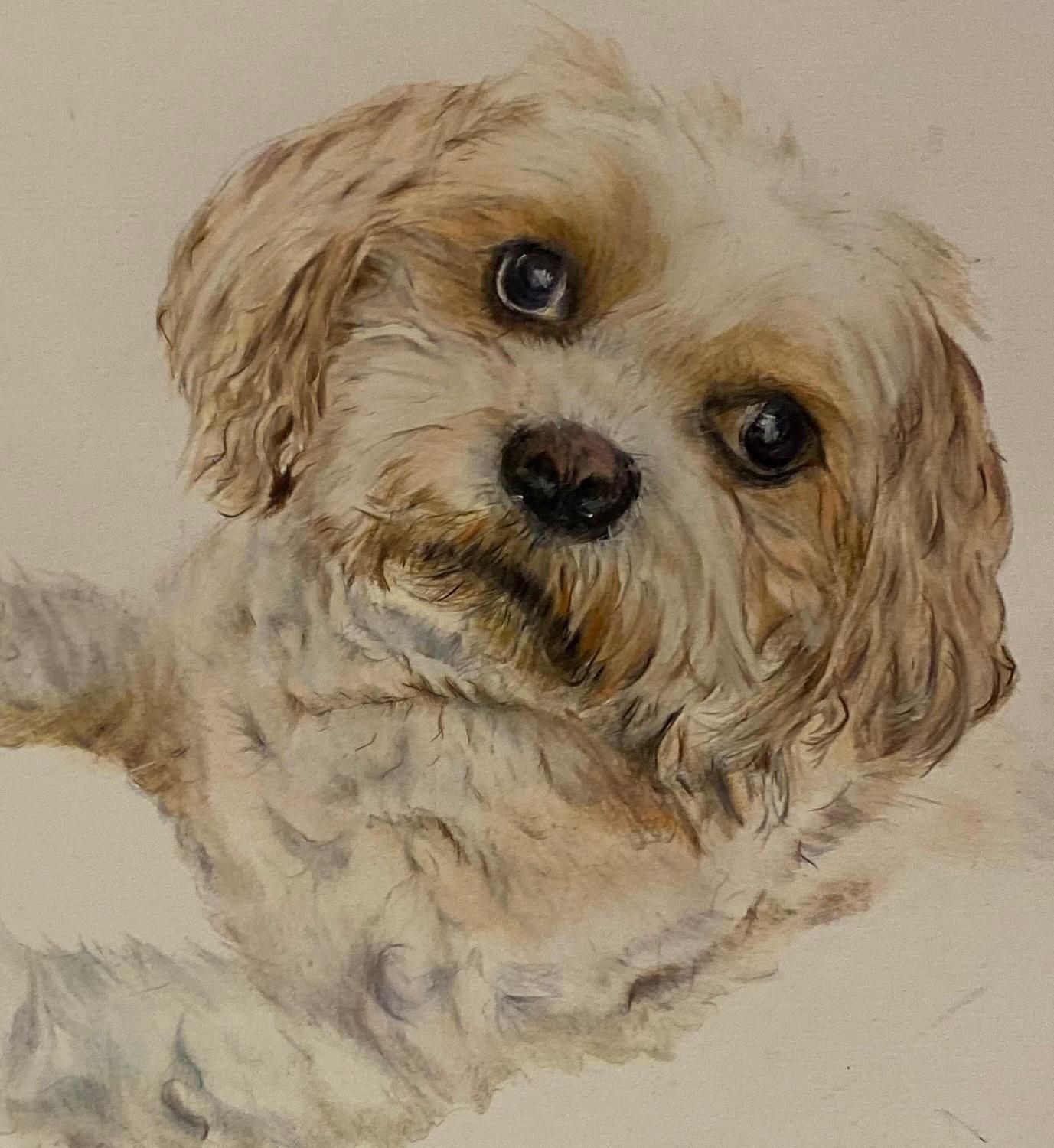 Small dog with tan and white fur looking up with a soft expression.