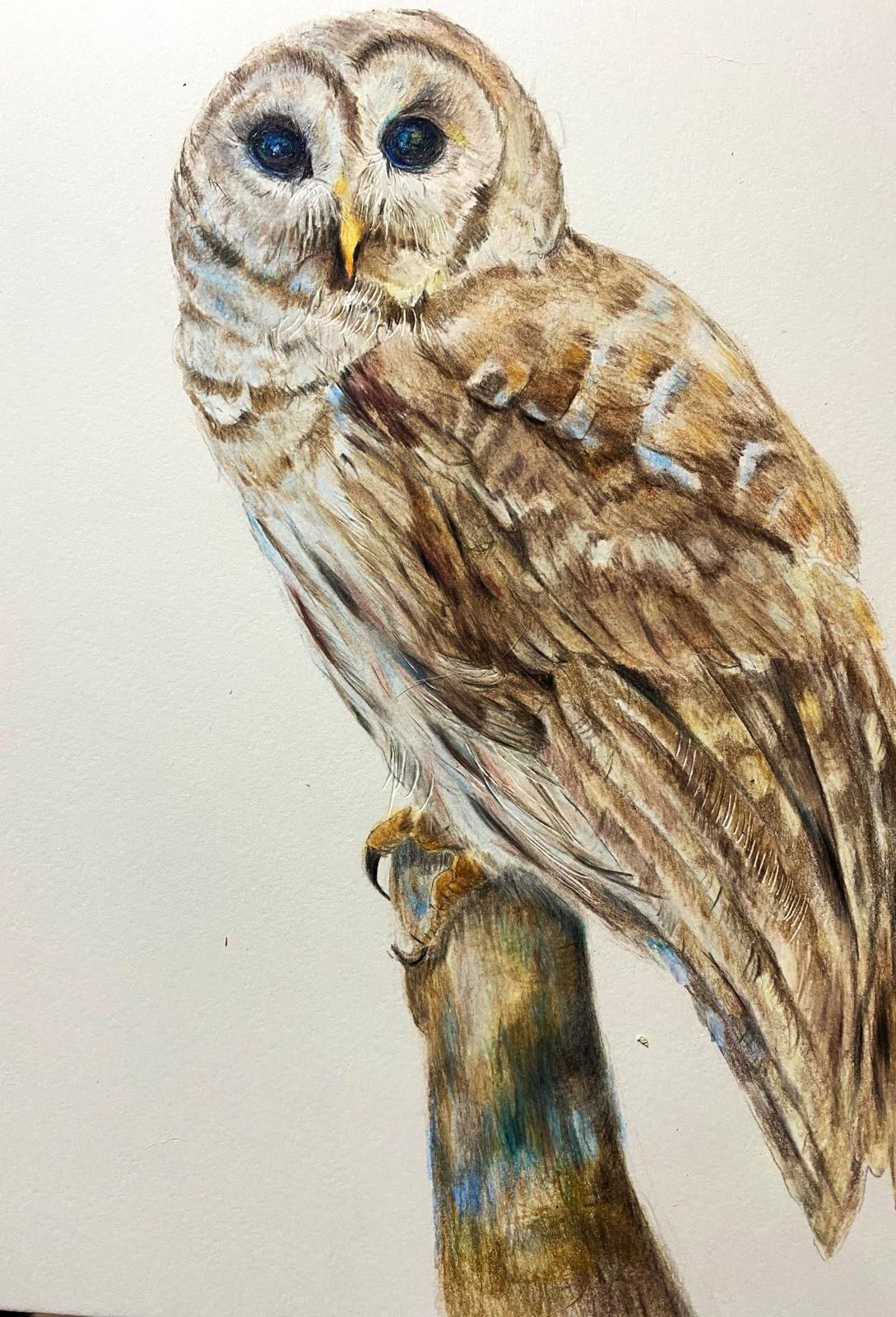 Barred owl perched on a branch, detailed drawing with brown and white feathers, blue eyes, and yellow beak.