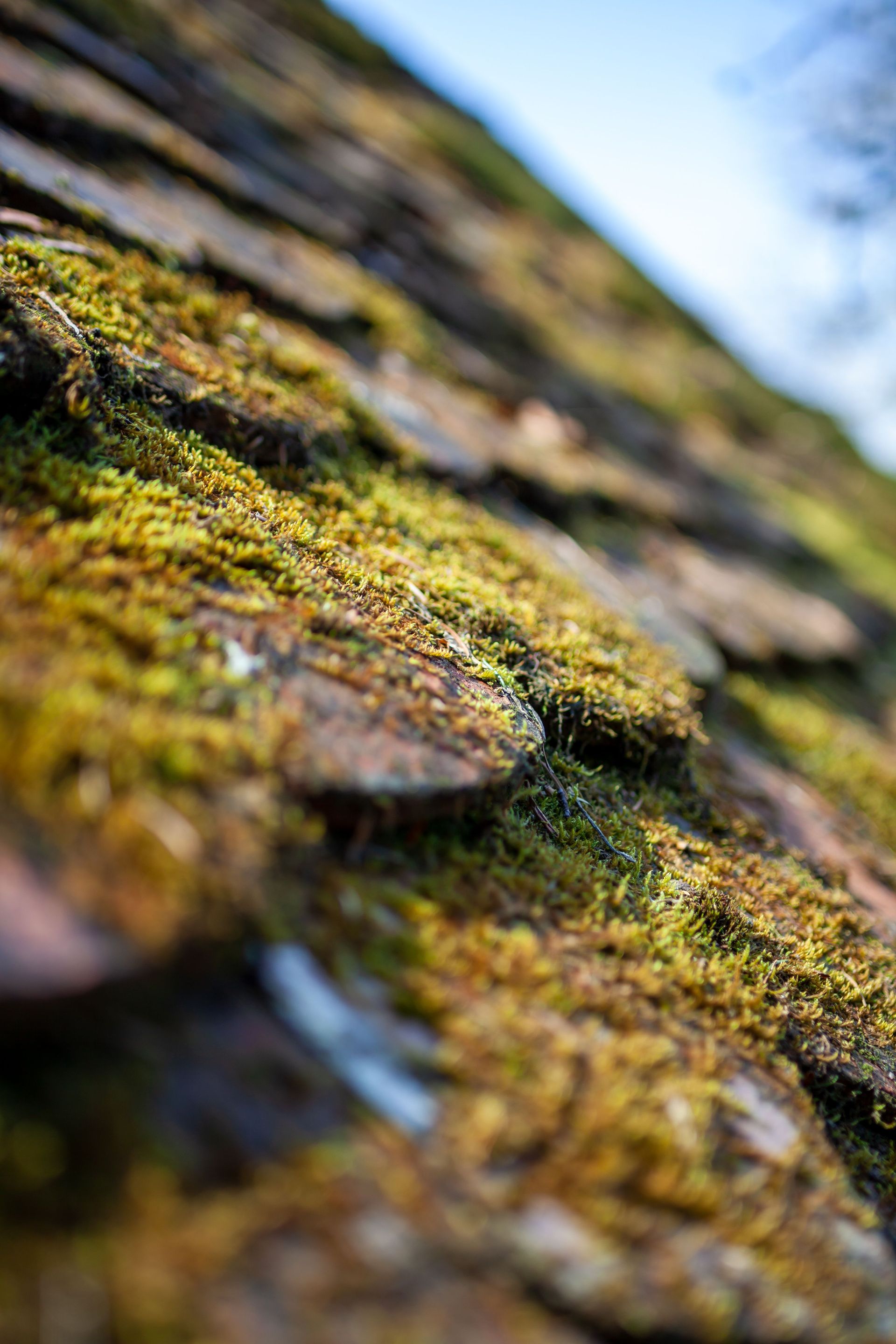Close-up of moss-covered tree bark with a blurred outdoor background