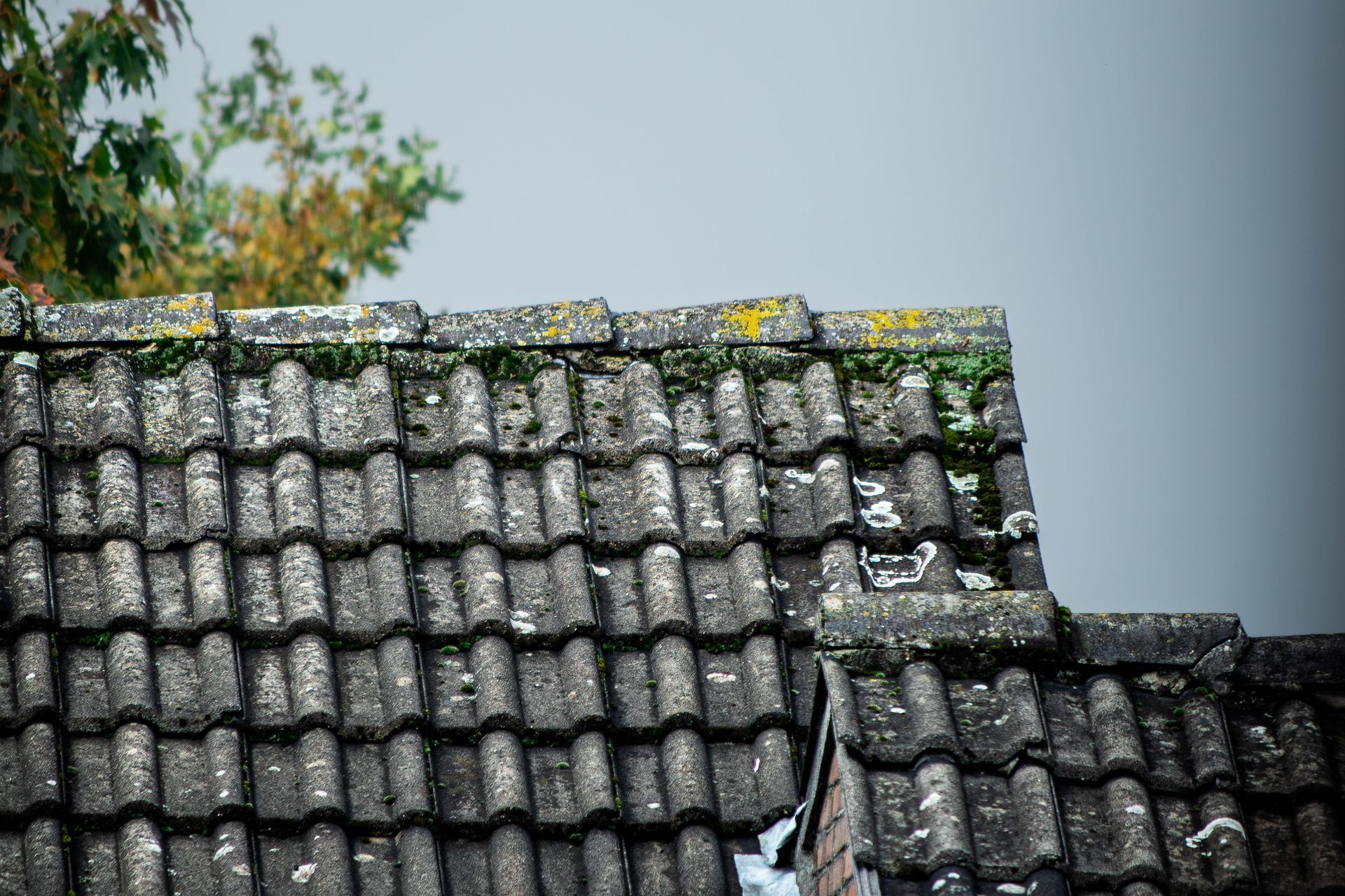 Weathered gray tiled roof with moss and a small tree against a pale sky