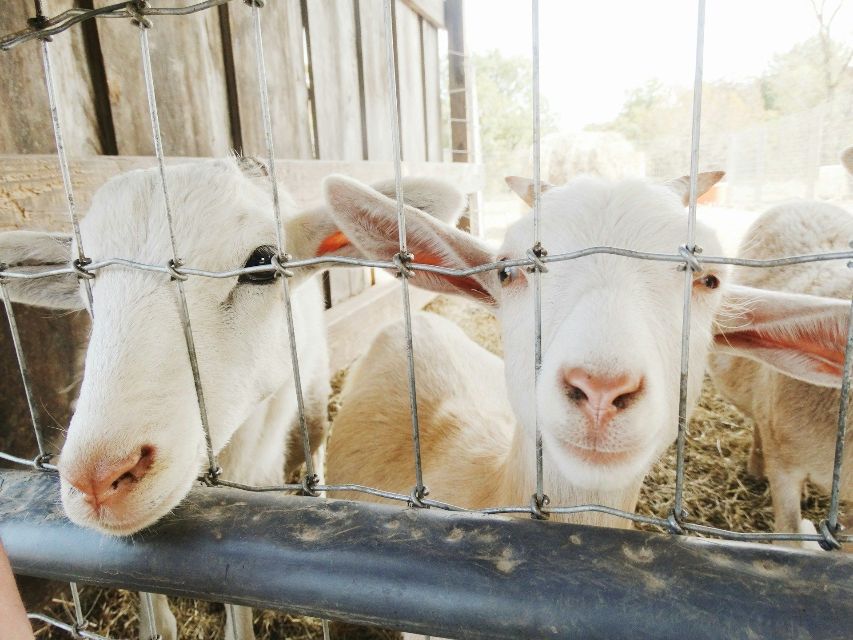 three white sheep are behind a barbed wire fence