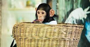 Monkey In The Basket — Noblesville, IN — AC Trash Hauling & More Monkey In The Basket — Noblesville, IN — AC Trash Hauling & More