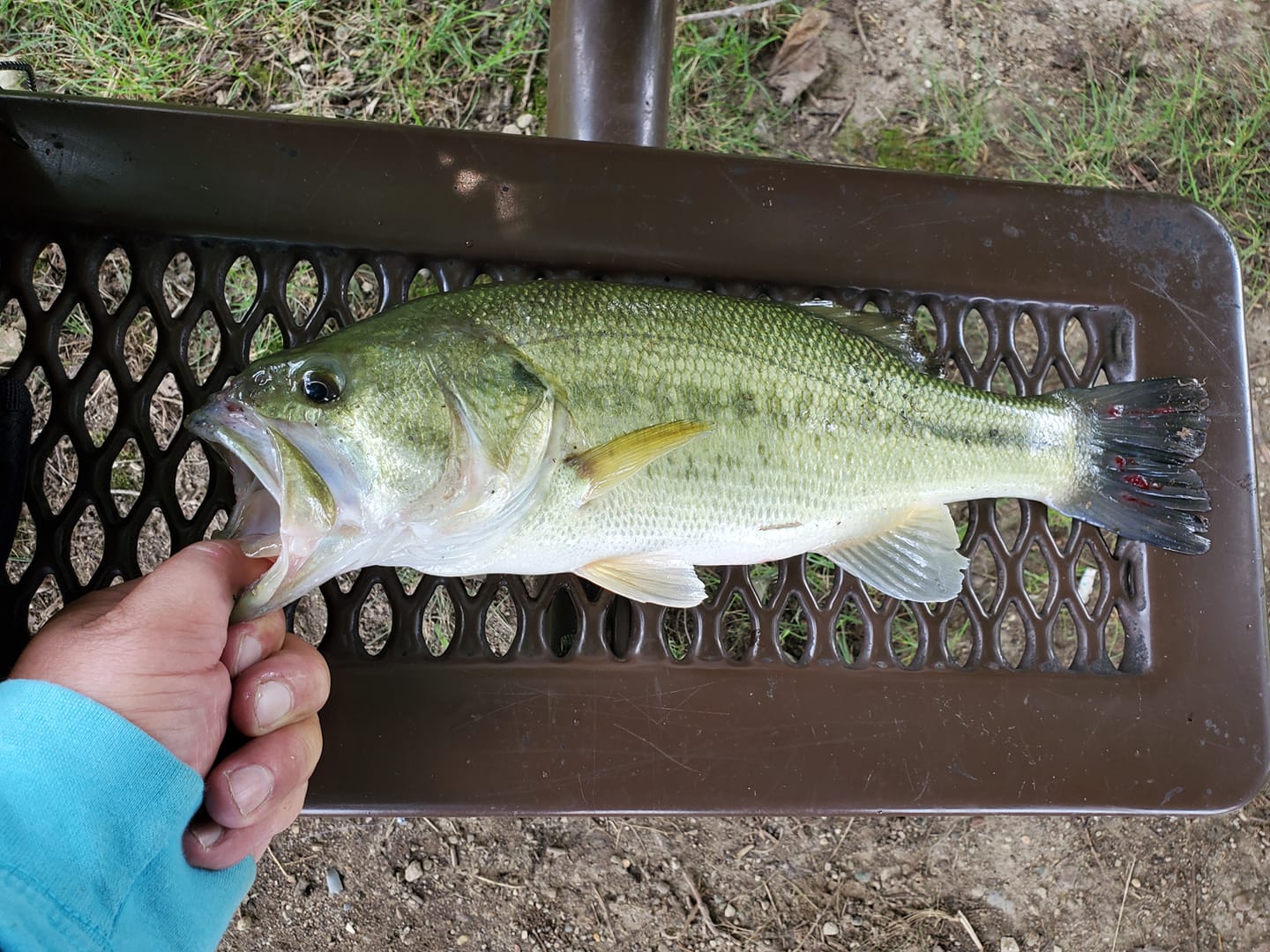 Sea Fish — Noblesville, IN — AC Trash Hauling & More