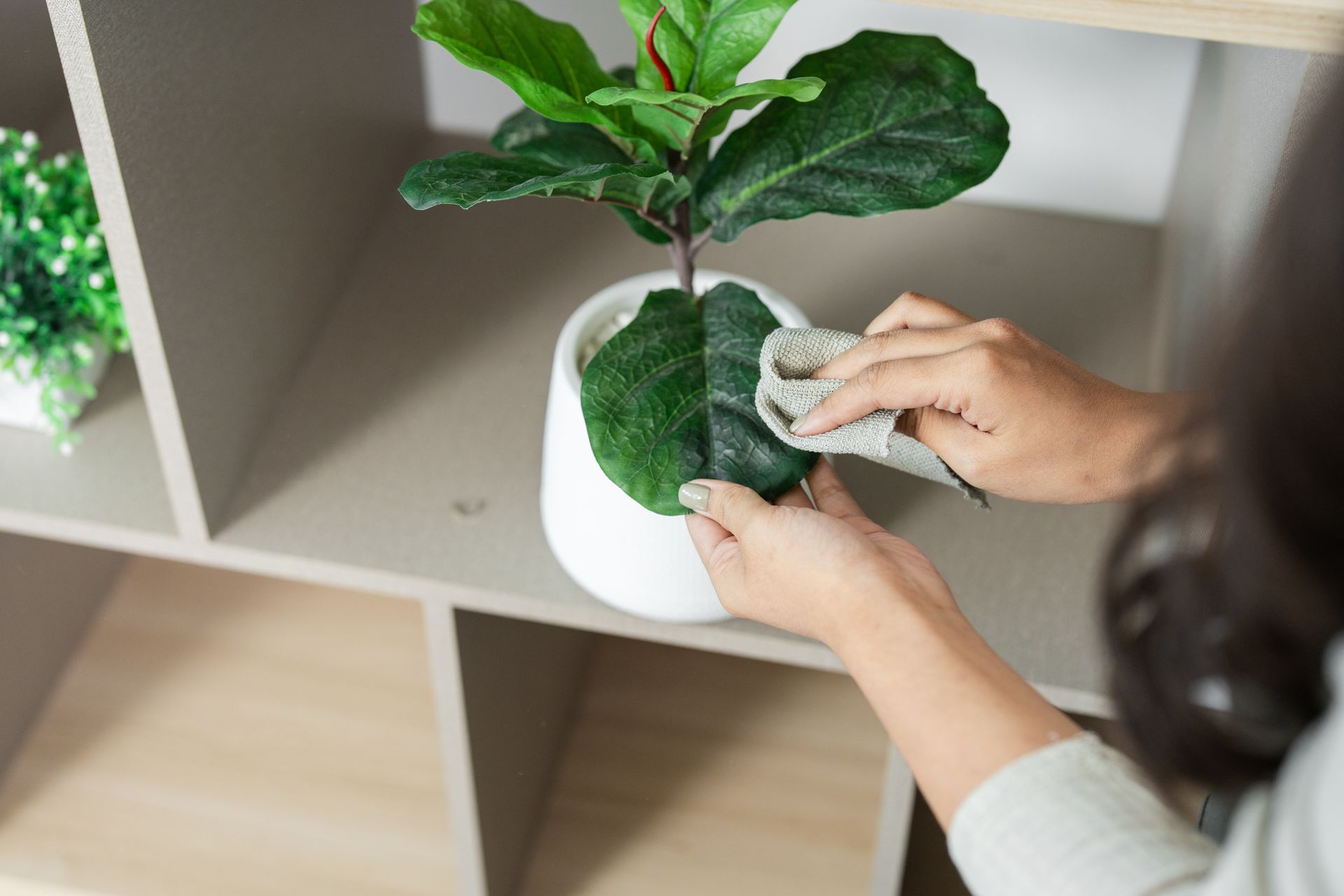 Interior plant maintenance programs technician wiping fiddle leaf fig leaves with cloth. Interior plant maintenance programs technician wiping fiddle leaf fig leaves with cloth.