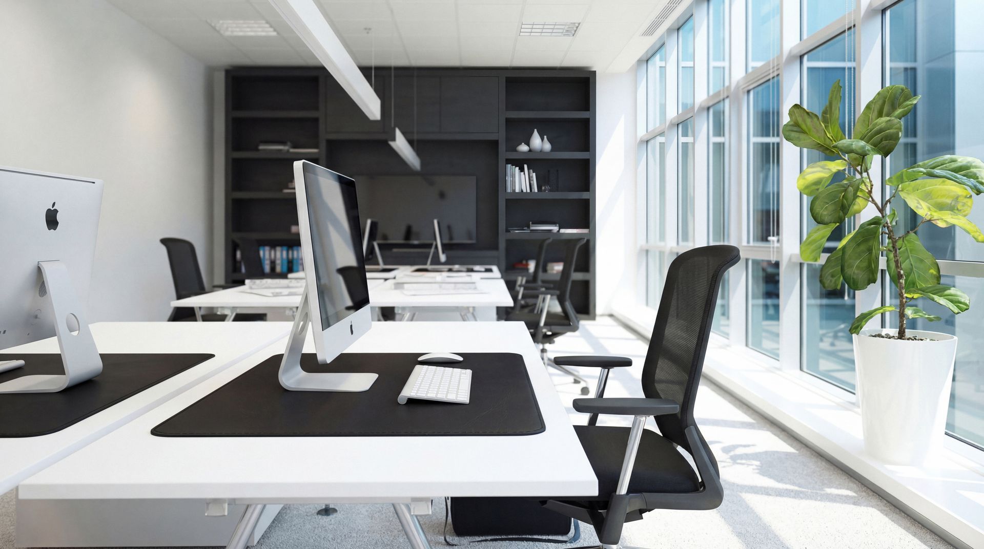 A tall green indoor plant beside large office windows, adding freshness and natural light.