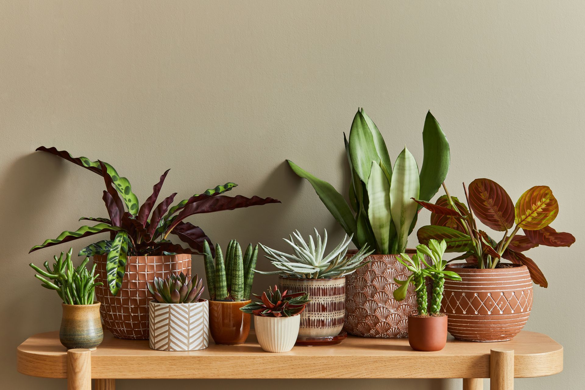 Potted houseplants of various shapes and colors arranged on a wooden shelf against a beige wall