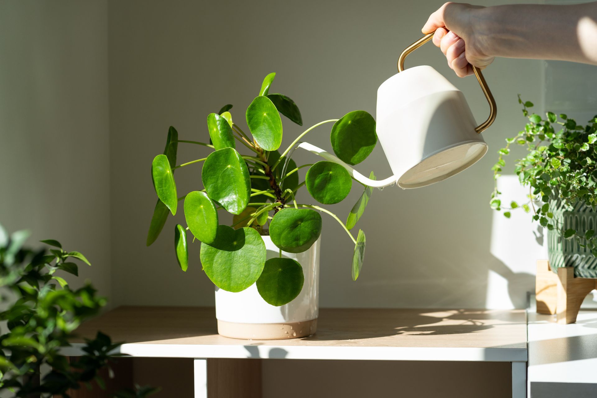 Hand watering a sunlit potted houseplant on a wooden table