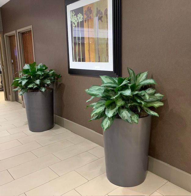 Two large green potted plants indoors.