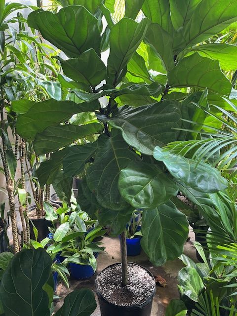 Large fiddle-leaf fig tree in a black pot, surrounded by other potted plants in a greenhouse setting.