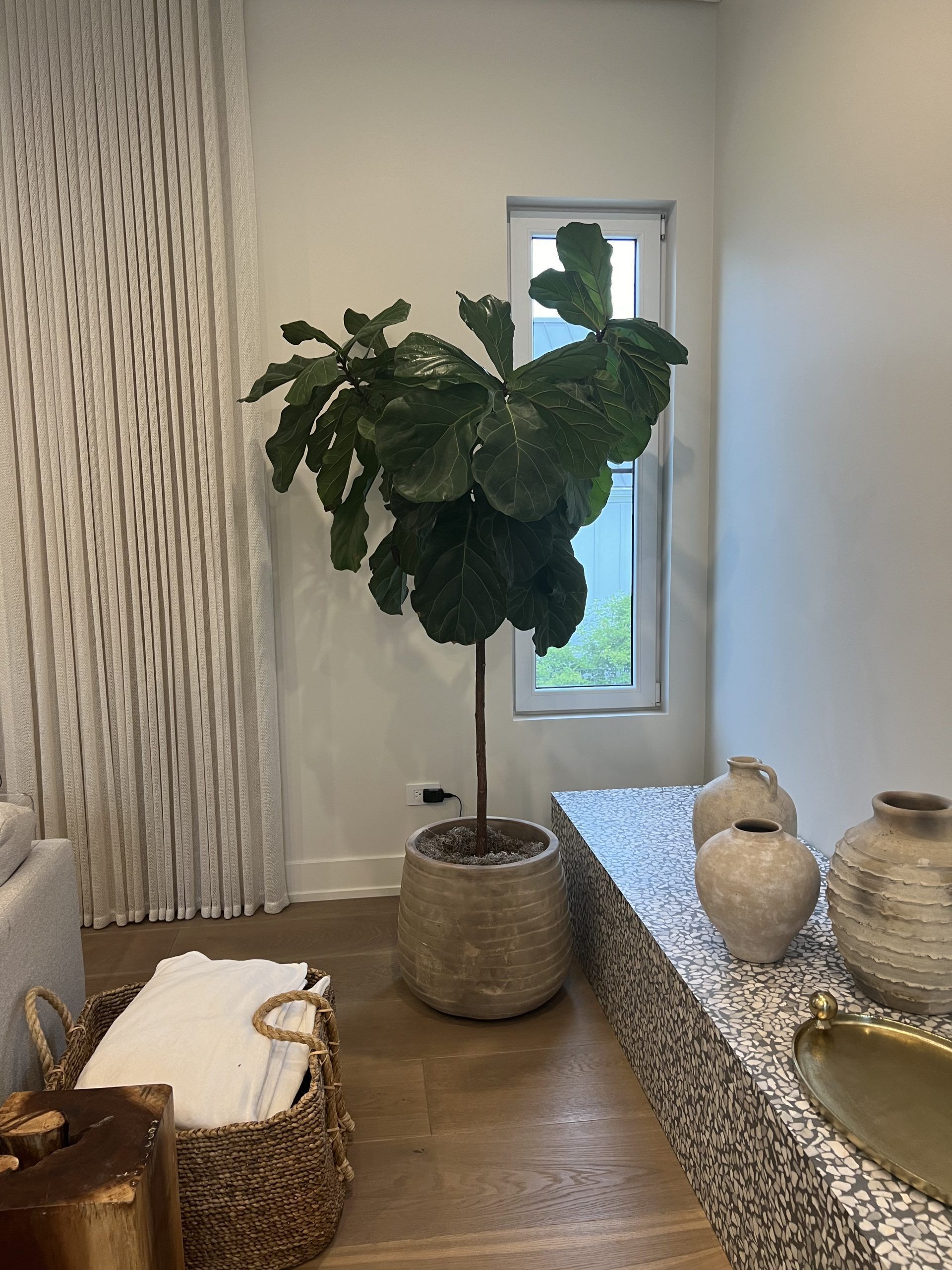 A Large Potted Fiddle-Leaf Fig. A Large Potted Fiddle-Leaf Fig.