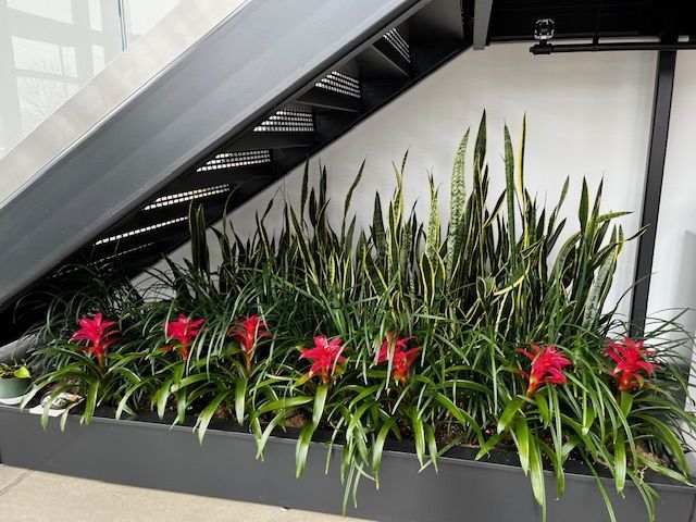 Interior Plant Services