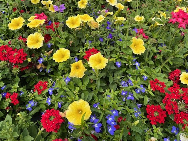 Colorful mix of flowers, including yellow petunias, red verbena, and blue lobelia, in a garden bed.