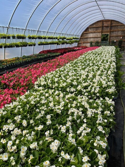 Rows Of Pink Flowering Plants. Rows Of Pink Flowering Plants.