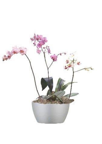 Orchids