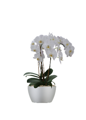 Moth Orchid