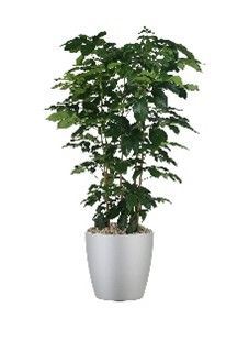 Natal Mahogany