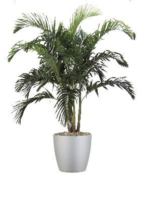 Adonida Palm