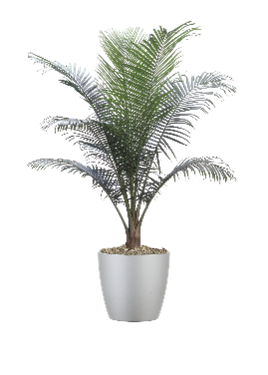 Majesty Palm