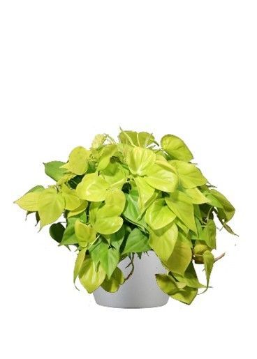 Philodendron