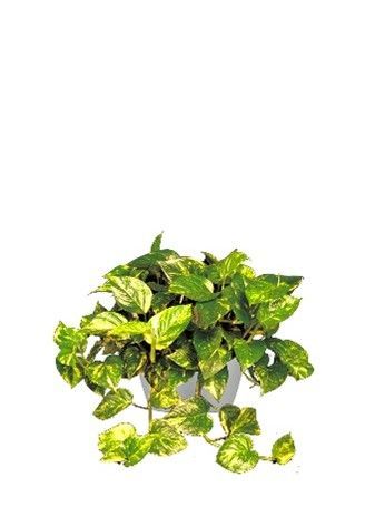Pothos