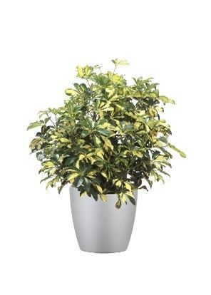 Arboricola