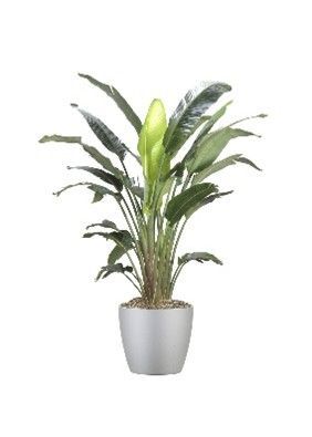 Bird Of Paradise