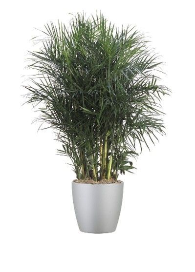 Bamboo Palm