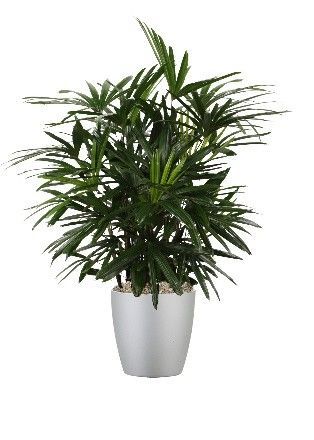 Lady Palm