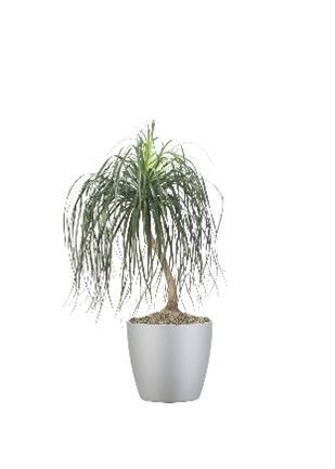 Pony Tail Palm