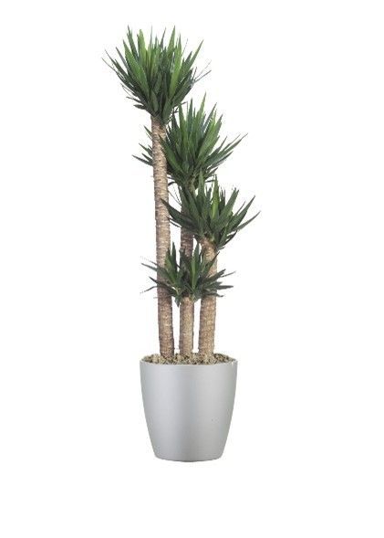 Yucca