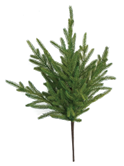 Norfolk Pine Bush