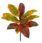 Croton