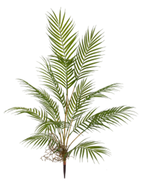 Areca Palm