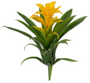Guzmania Bromeliad Red/Yellow