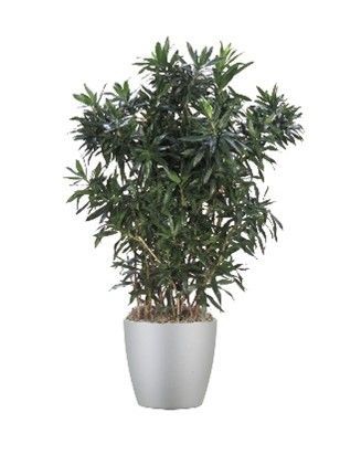 A lush, green potted plant in a minimalist, matte silver planter against a white background.