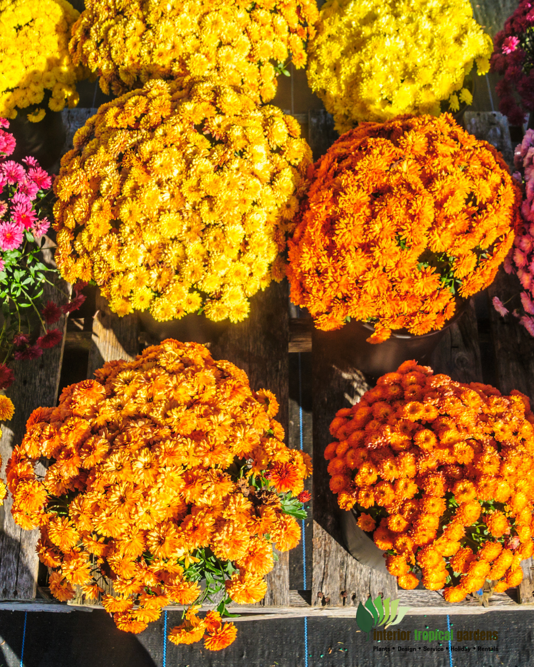 Bright yellow and orange marigold bouquets arranged in a flower market display