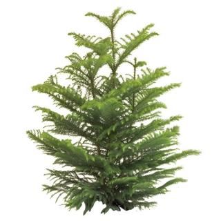 Small, green Norfolk Island pine tree with multiple layered branches.