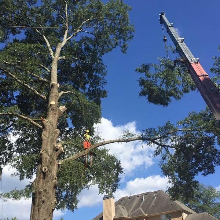 Emergency Tree Removal Service Canton