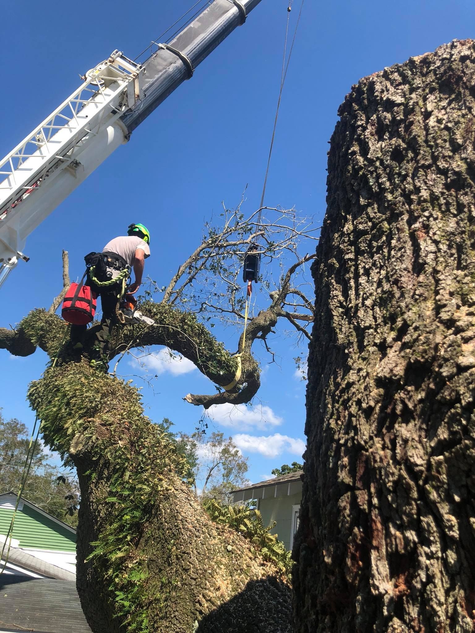 Tree Removal Canton