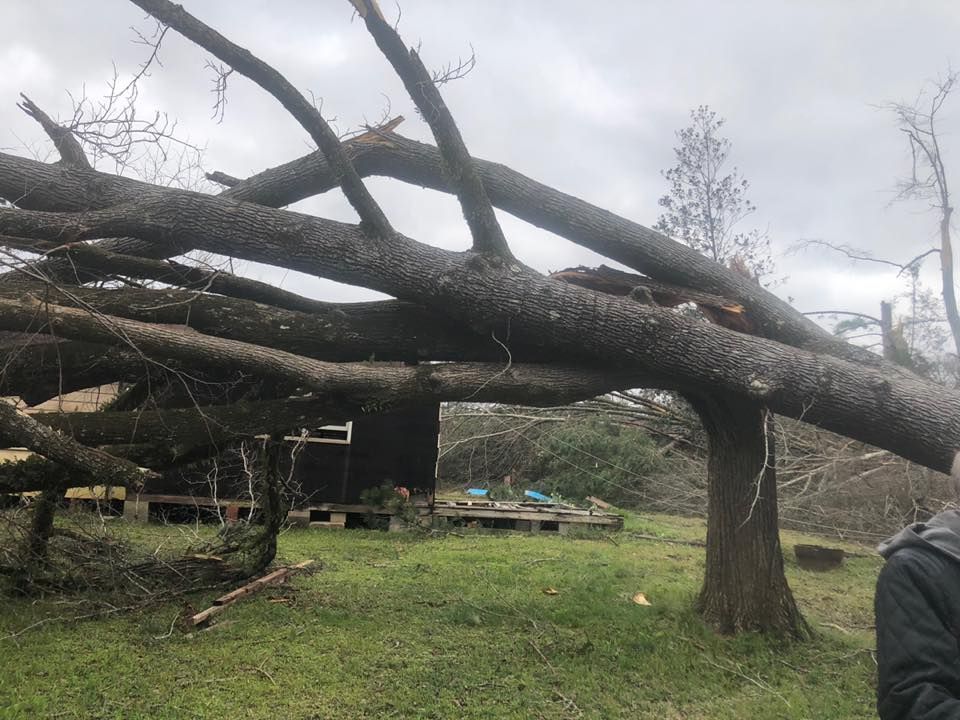 Emergency Tree Removal Service Canton