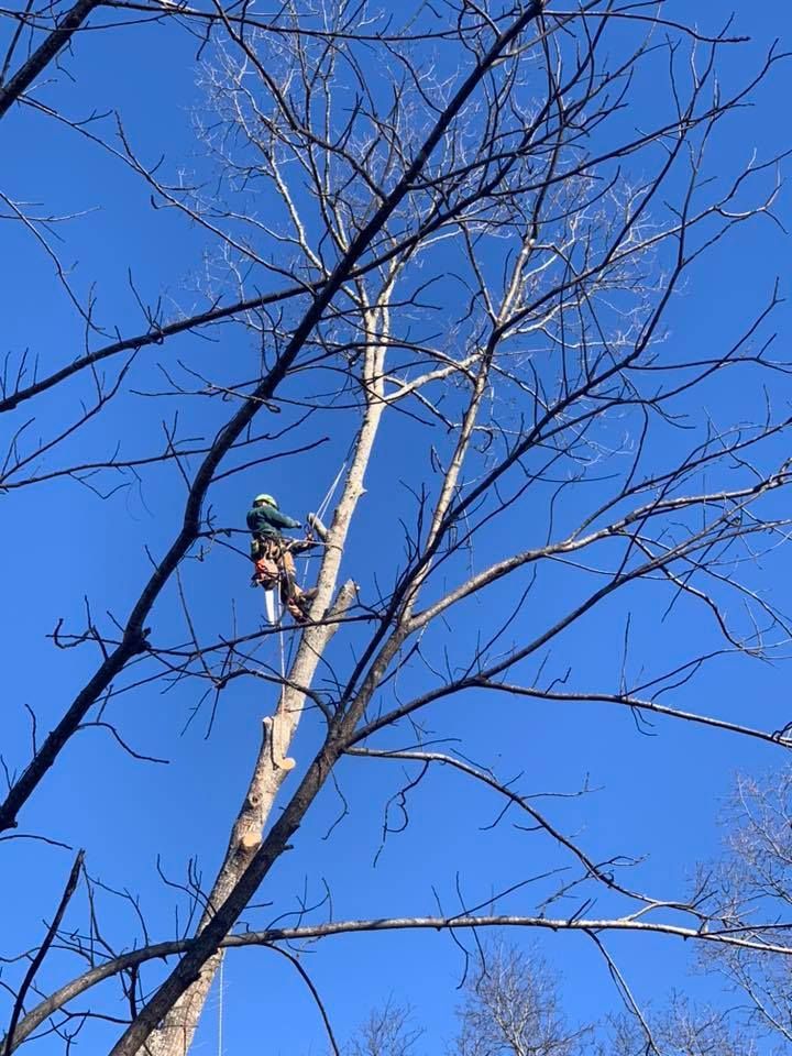 Tree Service and Landscaping Canton GA