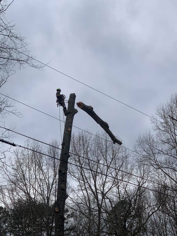 Emergency Tree Removal Service Canton