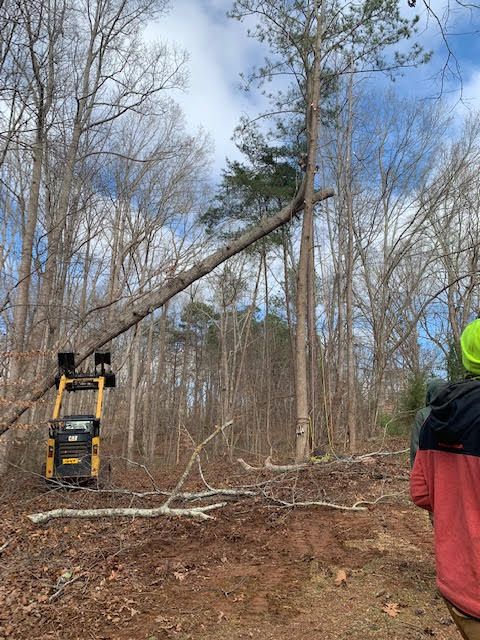 Emergency Tree Removal Service Canton