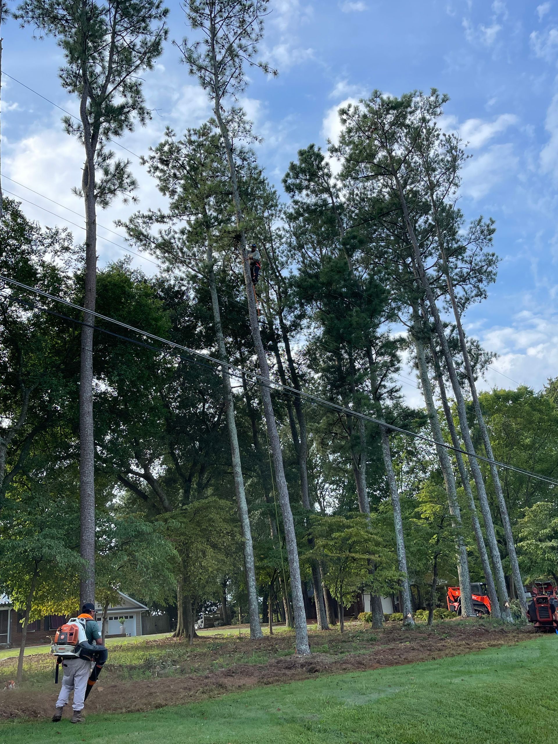 Tree Service and Landscaping Canton GA