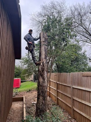Person climbing a tree beside a wooden fence in a backyard, using safety gear.