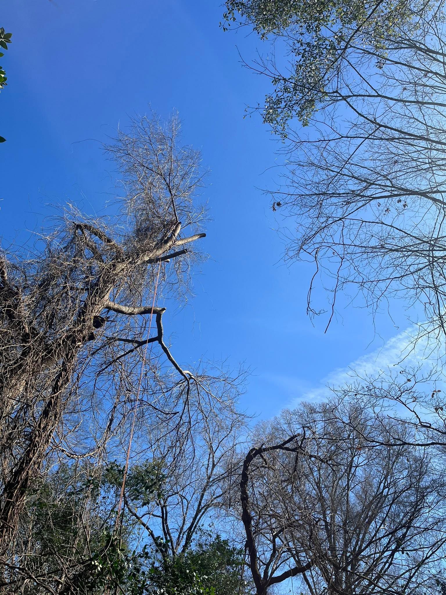 Leafless tree branches silhouetted against a bright blue sky with scattered clouds