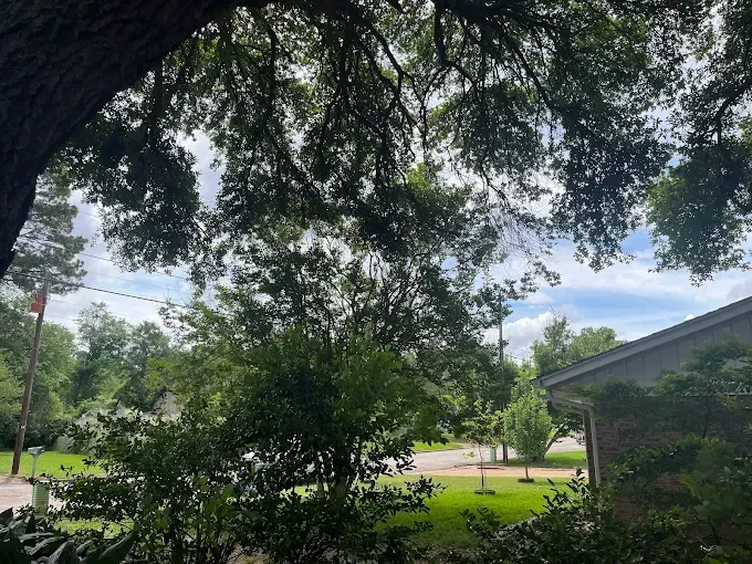 Shady backyard with leafy tree, green lawn, and a house and road in the background.