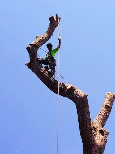 Climber in a green shirt ascending a large bare tree branch against a blue sky